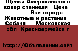 Щенки Американского кокер спаниеля › Цена ­ 15 000 - Все города Животные и растения » Собаки   . Московская обл.,Красноармейск г.